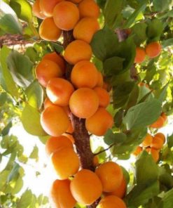 Abricotier Colonnaire « Somo »