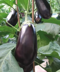 2026 Aubergine Classic