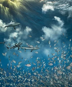 Alternative view of 8 CARTES DE VOEUX « VIE MARINE »