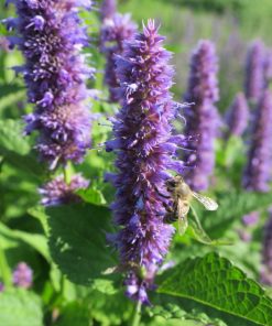 Agastache