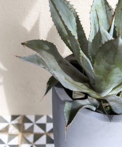 Alternative view of Dax – Grey