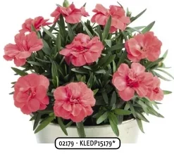 2026 Dianthus caryophyllus Oscar Salmon – Oeillet