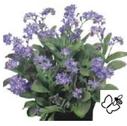 2026 Myosotis sylvatica Sylva Bluesylva – Myosotis