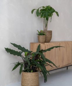 Patt – Straw Grass