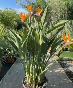 Strelitzia – Oiseau de Paradis (Variétés)