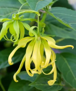 Alternative view of Ylang Ylang Extra Bio Huile Essentielle