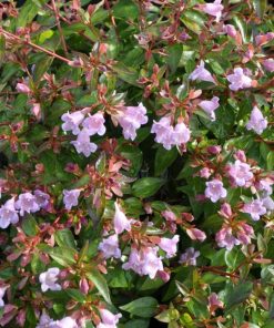 Abelia &lsquo;Edouard Goucher&rsquo;