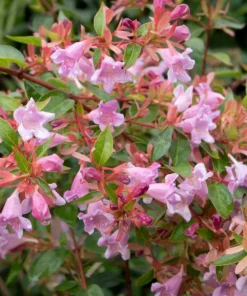 Alternative view of Abelia &lsquo;Edouard Goucher&rsquo;