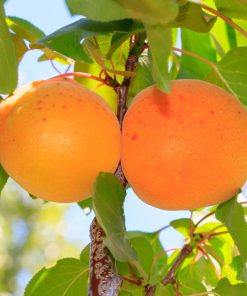 Alternative view of Abricotier Colonnaire « Somo »