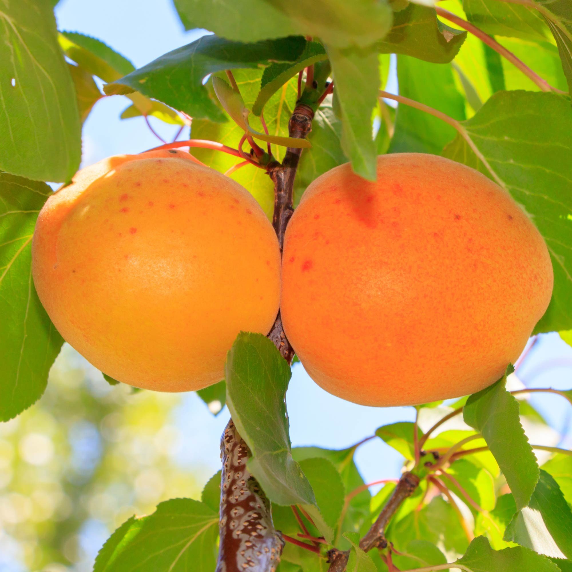 Abricotier Colonnaire « Somo » – Image 2