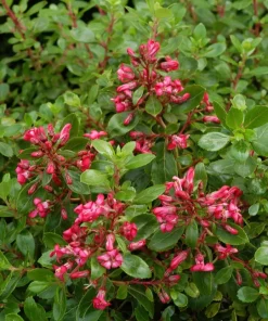Escallonia Nain &lsquo;Red Dream&rsquo;