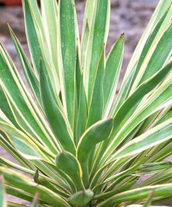 Yucca Gloriosa ‘Variegata’