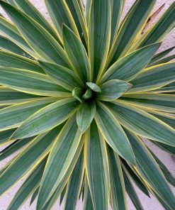 Alternative view of Yucca Gloriosa &lsquo;Variegata&rsquo;